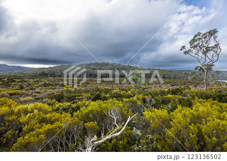 Lake Dobson in Mt Field National Park Tasmania Australia Lake Dobson in Mt Field National Park Tasmania Australia 123136502