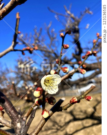 晴天に映える梅の花 123136585