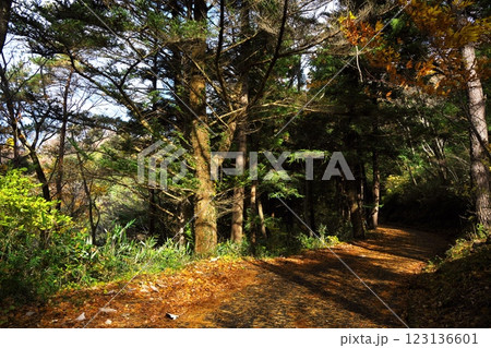 秋の松島四大観　麗観　駐車場から富山観音への紅葉の林道 123136601
