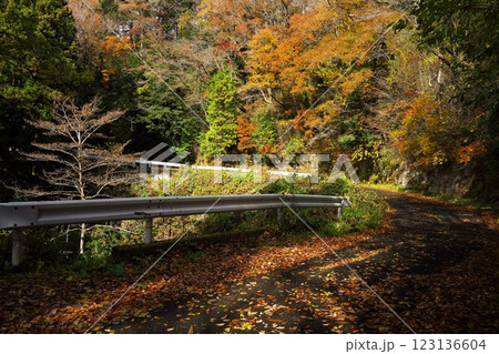 秋の松島四大観 麗観 駐車場から富山観音への紅葉の林道 秋の松島四大観 麗観 駐車場から富山観音への紅葉の林道 123136604