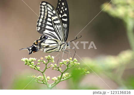 ナミアゲハ 123136816