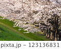 満開の桜並木が彩る春の風景 123136831