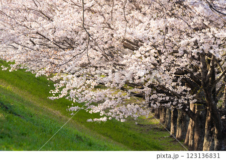 満開の桜並木が彩る春の風景 123136831