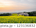 朝日の中に咲く一本の桜と菜の花畑 123136832