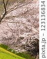 満開の桜並木が彩る春の風景 123136834