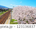 満開の桜並木が彩る春の風景 123136837