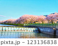 満開の桜並木が彩る春の風景 123136838