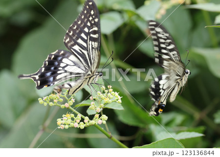 ナミアゲハ 123136844