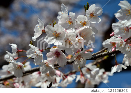 神奈川県横須賀市・衣笠山公園・青空に映える桜 123136868
