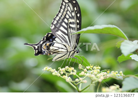 ナミアゲハ ナミアゲハ 123136877