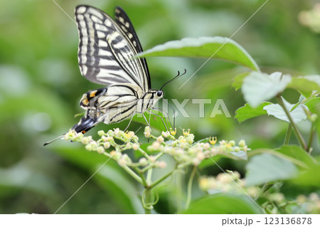 ナミアゲハ 123136878