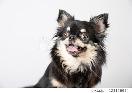 グレーバックと黒いチワワのバストアップ 123136934