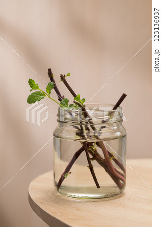 A sprig of mint, propagated in a recycled glass jar. A sprig of mint, propagated in a recycled glass jar. 123136937