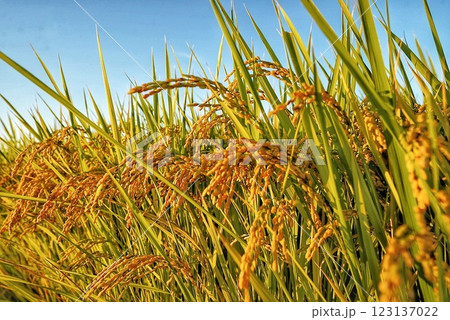 風に揺れる稲穂 123137022