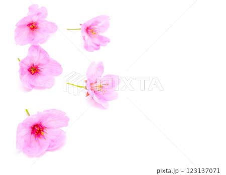 Cherry blossom isolated on white background. Sign of spring. Selective focus. Cherry blossom isolated on white background. Sign of spring. Selective focus. 123137071