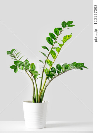 Zamioculcas green Zamiifolia plant in white flowerpot on white table on light background. Zamioculcas green Zamiifolia plant in white flowerpot on white table on light background. 123137092