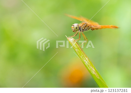 Golden Dragonfly Perched on Green Grass Blade, Close-Up Macro Shot 123137281