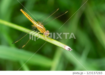 Golden Dragonfly Perched on Green Stem in Natural Habitat, Bangkok, Thailand 123137283