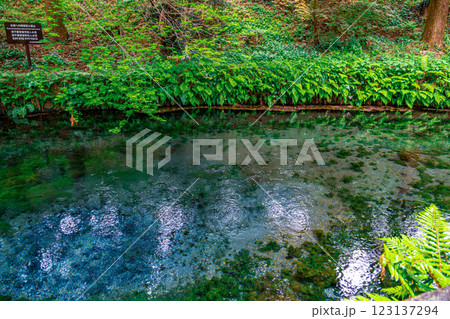 【#熊本】白川水源 【#熊本】白川水源 123137294