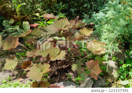 Heuchera grows in cottage garden. Heuchera cultivated for ornamental purposes in flowerbed. Pink bushes. Sunny day. 123137391