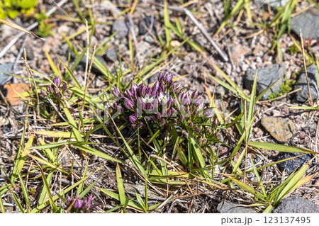 【新潟県_佐渡_センブリ】二年目に茎が伸びてできた蕾 10月  123137495