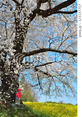 日向の人待ち地蔵桜（福島県） 123137757