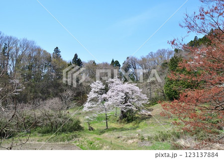 長沢の桜（福島県） 123137884
