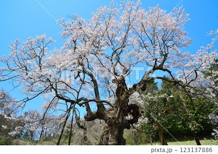 長沢の桜(福島県) 長沢の桜(福島県) 123137886