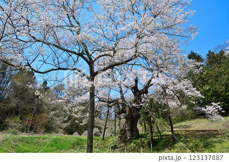 長沢の桜（福島県） 123137887