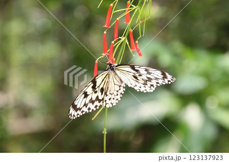 オオゴマダラと赤いハナチョウジ 123137923