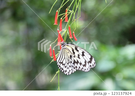 オオゴマダラと赤いハナチョウジ 123137924