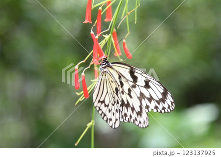 オオゴマダラと赤いハナチョウジ 123137925