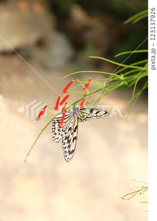 オオゴマダラと赤いハナチョウジ 123137926