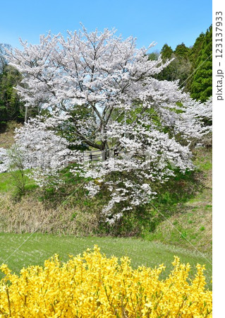 中島の地蔵桜(福島県) 中島の地蔵桜(福島県) 123137933