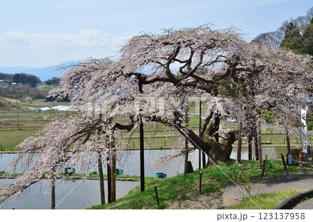 中島の地蔵桜(福島県) 中島の地蔵桜(福島県) 123137958
