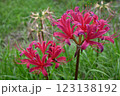 秋の陽射しを浴びる彼岸花 123138192
