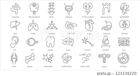 Human internal organs line icons set. Stomach, spine, joint, heart, embryo, bile, lung, dermis, heart, bone, vessels liver brain eye ear thyroid gland kidneys vector illustration 123138220