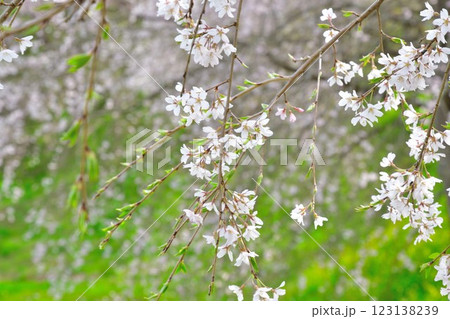 合戦場の枝垂れ桜（福島県） 123138239