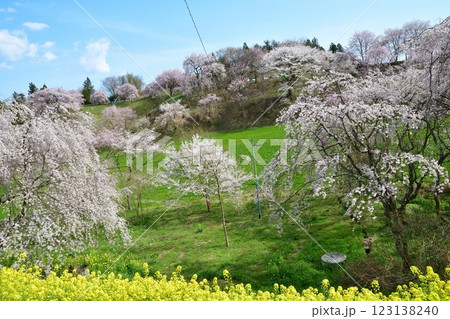 合戦場の枝垂れ桜（福島県） 123138240