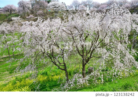 合戦場の枝垂れ桜(福島県) 合戦場の枝垂れ桜(福島県) 123138242
