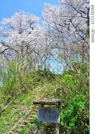 黒岩の夫婦桜(新潟県) 黒岩の夫婦桜(新潟県) 123138366