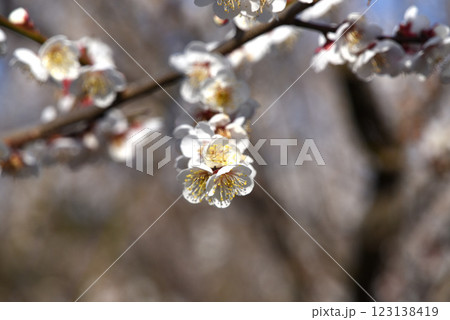 白梅 白梅 123138419