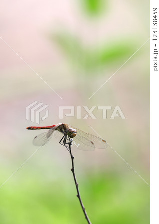 トンボ とんぼ 123138459