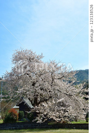 咲花温泉街の桜（新潟県） 123138526