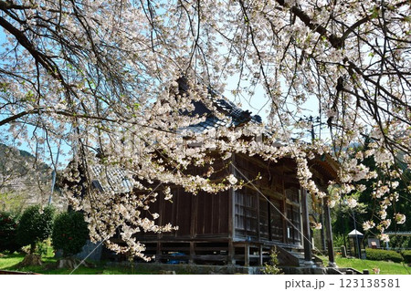 咲花温泉 佐取古戦場の桜(新潟県) 咲花温泉 佐取古戦場の桜(新潟県) 123138581