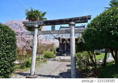 咲花温泉　佐取古戦場の桜（新潟県） 123138585