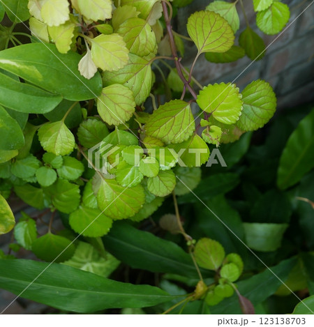 レンガの塀をバックに青々と茂る小さな葉 123138703
