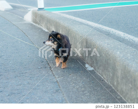 お散歩中に横を向く犬 123138851