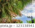 View of the crown of a coconut tree with coconut fruits against a blue sky. Sanya, China 123138941