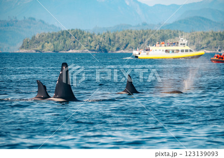 Orcas, killer whales, swim near tour boats. Wildlife viewing. 123139093